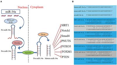 Targeting the microRNA-34a as a Novel Therapeutic Strategy for Cardiovascular Diseases